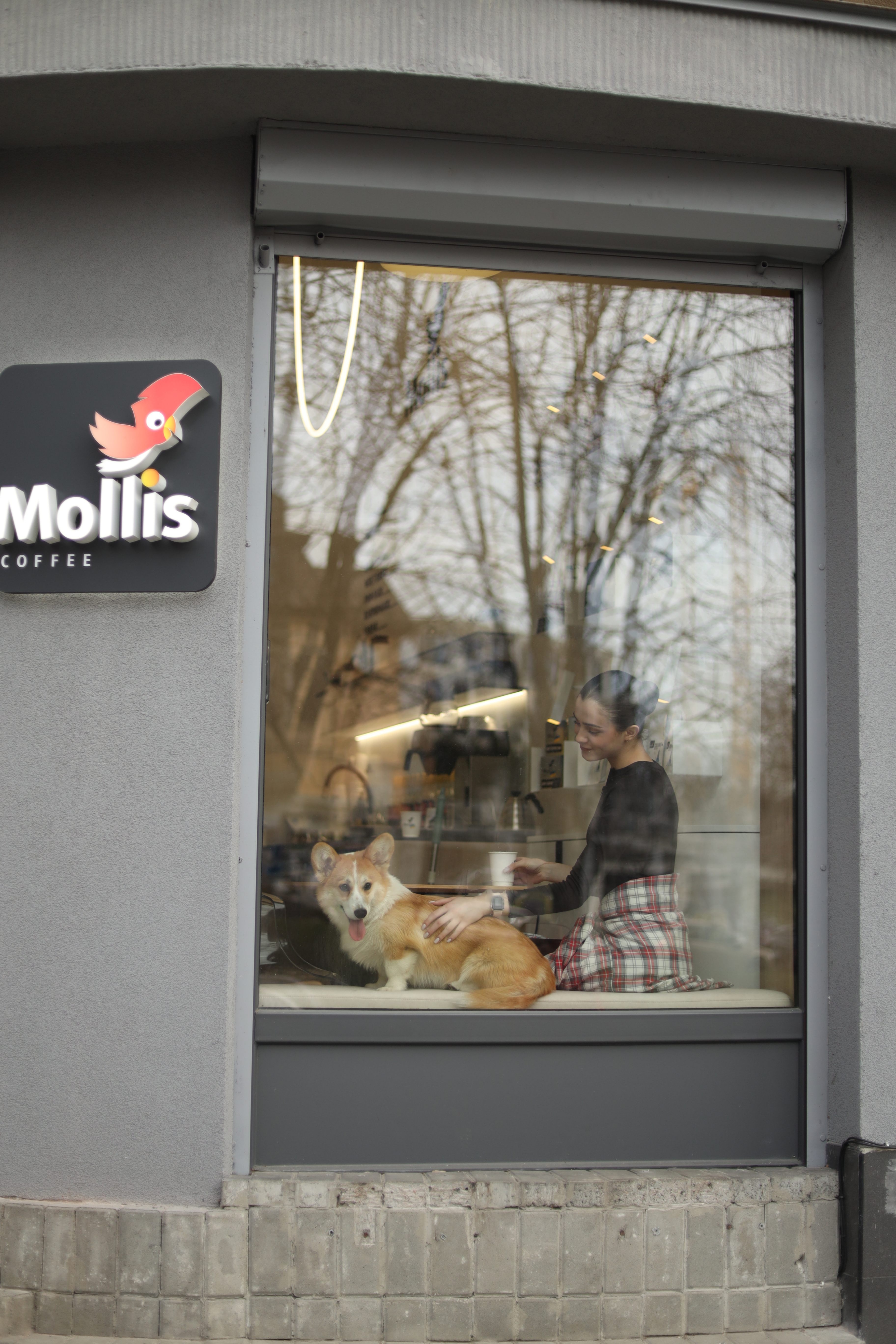 Mollis Кубійовича